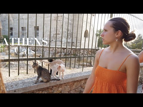 Cats of Athens | Athens Walk | Greece [4K HDR]
