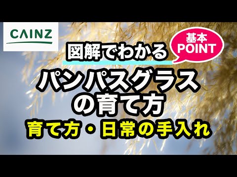 ペンタゴスターについて詳しく解説