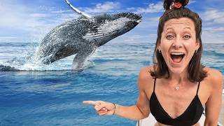 Swimming with Baby Humpback Whales (incredible enc