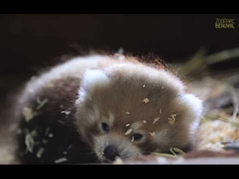 Au ZooParc de Beauval, une équipe aux petits soins pour le bébé panda roux !