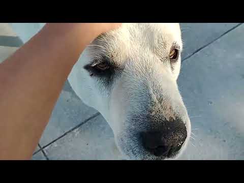 Central Asian Shepherd breed information