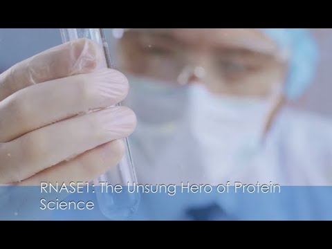 RNASE1: The Unsung Hero of Protein Science