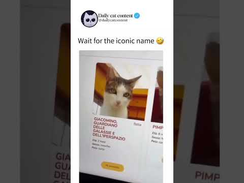 Wait For The Legendary Cat Name