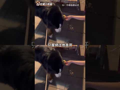 小狗是很通人性的，是不是真心喜欢的它能感觉到#狗狗 #伯恩山犬 #老板 #毛孩子 #善良#shorts