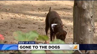 Some Say Dog Park At Historical Van Cortlandt Park Site Is Disrespectful
