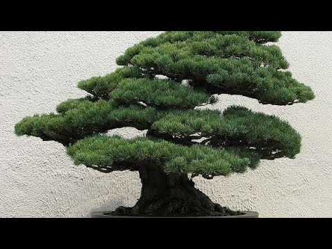 Bonsai Hunting in the wild (ep3s1)