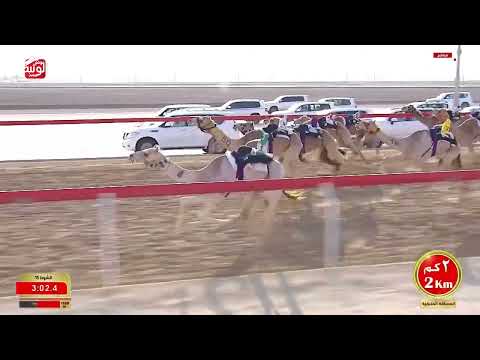 ش 15 (الطايفه) لـ مسلم حمد بن متعب محمد العامري 5:45:82 ، مهرجان ختامي الوثبة 2026/03/01 حقايق