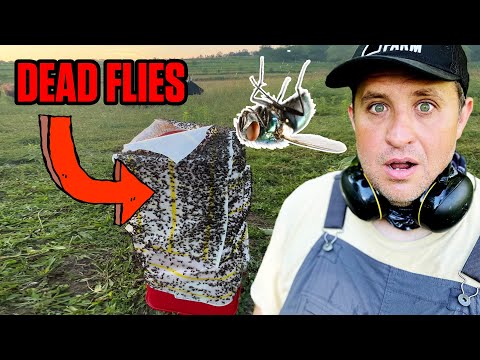 How a Farmer Won a War Against Flies