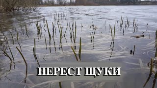 Ссылка