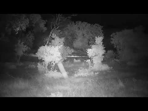 Djuma: Leopard-Molwati Male - 19:21 - 02/07/2022