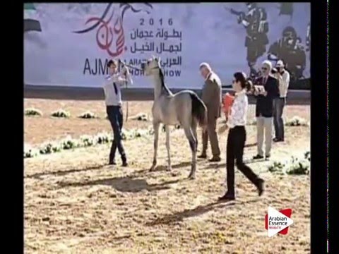 N.10 ECHARA AL HAMIDIYA - Ajman 2016 - Yearling Fillies 1 year old (Class 1A)
