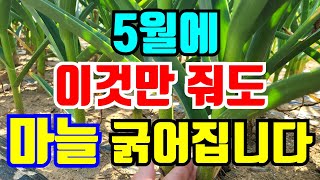 마늘 5월에 다른것 안하고 이것만 해줘도 굵어집니다 #마늘굵어지는시기 #마늘해야할일