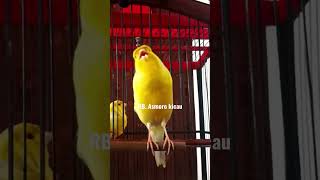 Download lagu kicau mania | suara burung kenari gacor | pancingan kenari | kenari mania | yellow canary singing mp3