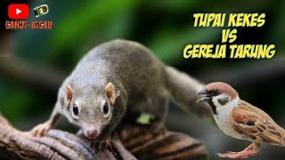 Download lagu BAJING KEKES v GEREJA TARUNG masteran trending terbaru #tupaikekes #mastermuraibatu #masteran mp3