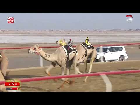 ش 7 (مروح) لـ منصور محمد بن منصور السيف الخيارين 9:01:98 ، مهرجان ختامي الوثبة 2026/05/14 إيذاع