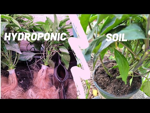 YouTube video about: How to repot aerogarden plants?