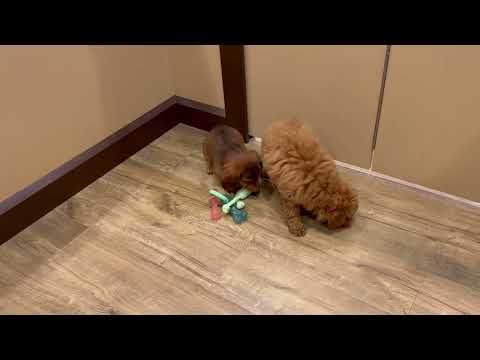 Dachshund - 4783 video preview