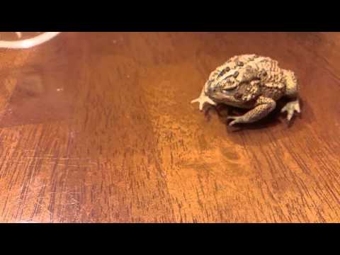 Caiden's toad eating