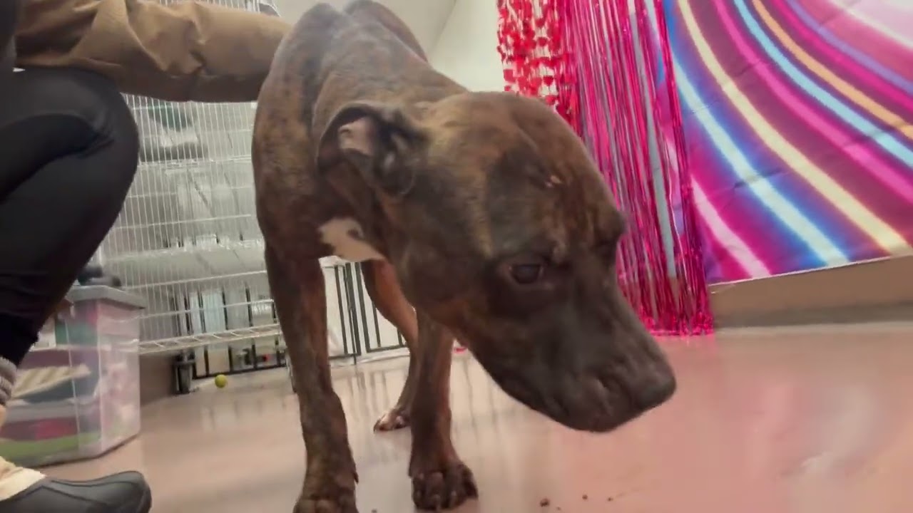 Uriel, a ADOPTABLE Pit Bull Terrier in Chicago, IL video 5/5