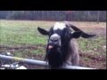 Billy Goat Groan For 10 Min