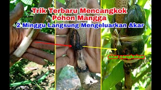 Download lagu The Latest Trick on How to Graft a Mango Tree So That It Grows Roots Faster and Grows Thick Roots mp3 Download lagu The Latest Trick on How to Graft a Mango Tree So That It Grows Roots Faster and Grows Thick Roots mp3
