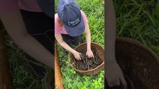 Download lagu Amazing Eel Trap Technique With Survival Skills mp3