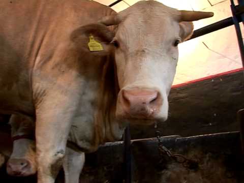 Prilog o prvoj kravi sampionki posle 40 godina koja dolazi iz Banata
