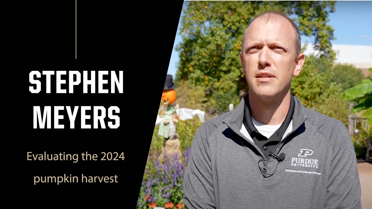 Purdue Expert: Evaluating the 2024 pumpkin harvest