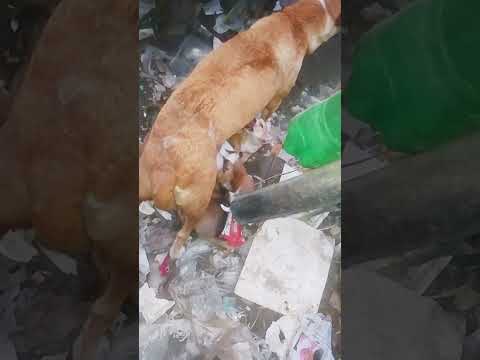 So Sweet dogs#shorts