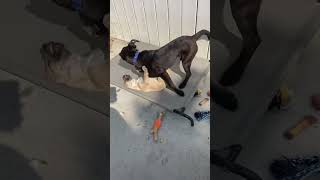 Video preview image #1 Labrador Retriever-Unknown Mix Puppy For Sale in San Diego, CA, USA