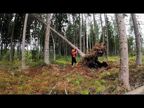 Vaarallisen konkelon kaato osa 1