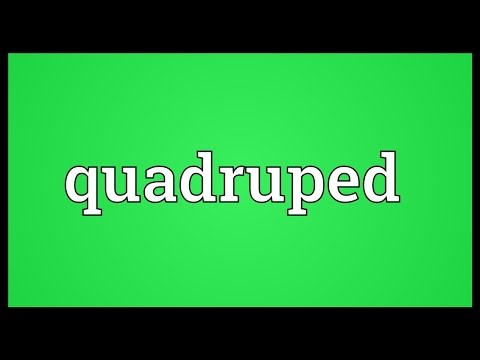 image-What is an example of quadruped?