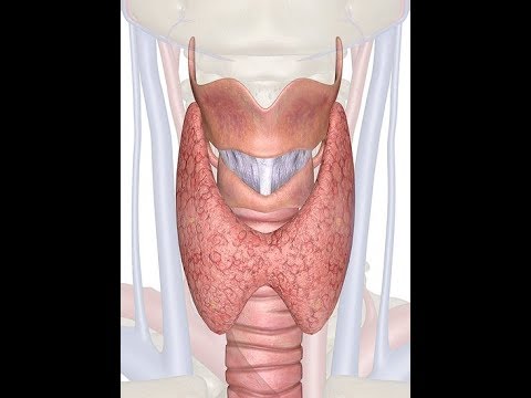 Anatomy of the thyroid gland made very easy   1 of 3