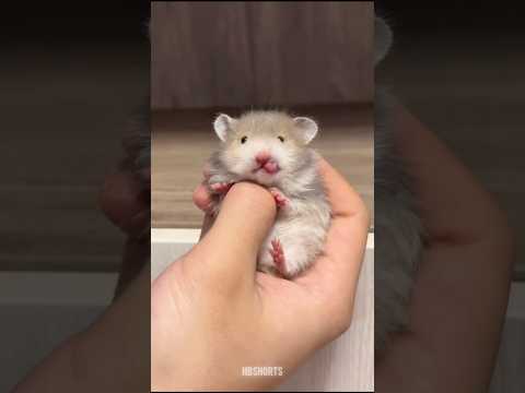Une vidéo d'animaux mignons qui égayera votre journée | animaux mignons