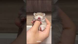 Une vidéo d'animaux mignons qui égayera votre journée | animaux mignons