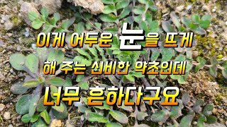 어두운 눈을 뜨게해주는 신비한약초 인데 너무흔하다구요 냉이효능