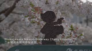 Cherry Blossom Walk at Nikaryo Waterway, Shukugawara in Kawasaki | 二ヶ領用水宿河原の桜並木散歩🌸 春爛漫の静かな風景 | 4K