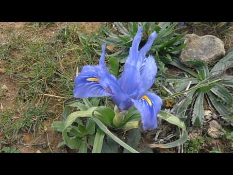 Lirio silvestre: Iris planifolia