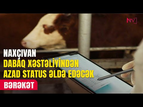 BƏRƏKƏT 11.08.2025