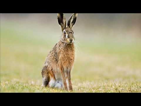 Auf Zur Fünfinger Hasenjagd