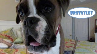 Best Guard Dog EVER! (WK 192.7) | Bratayley