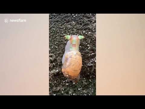 白亜紀のカタツムリの生きた出産