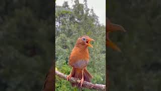 Download lagu Wambi gacor di alam liar #birds #burungmerdu #burungberkicau #burungkicaumania #birdsounds mp3