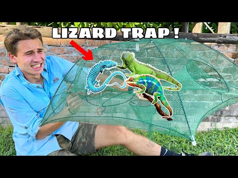 TRAPPING EXOTIC INVASIVE LIZARDS TAKING OVER MY PROPERTY !