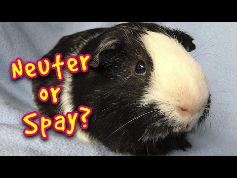 YouTube video about: Does petco neuter guinea pigs?