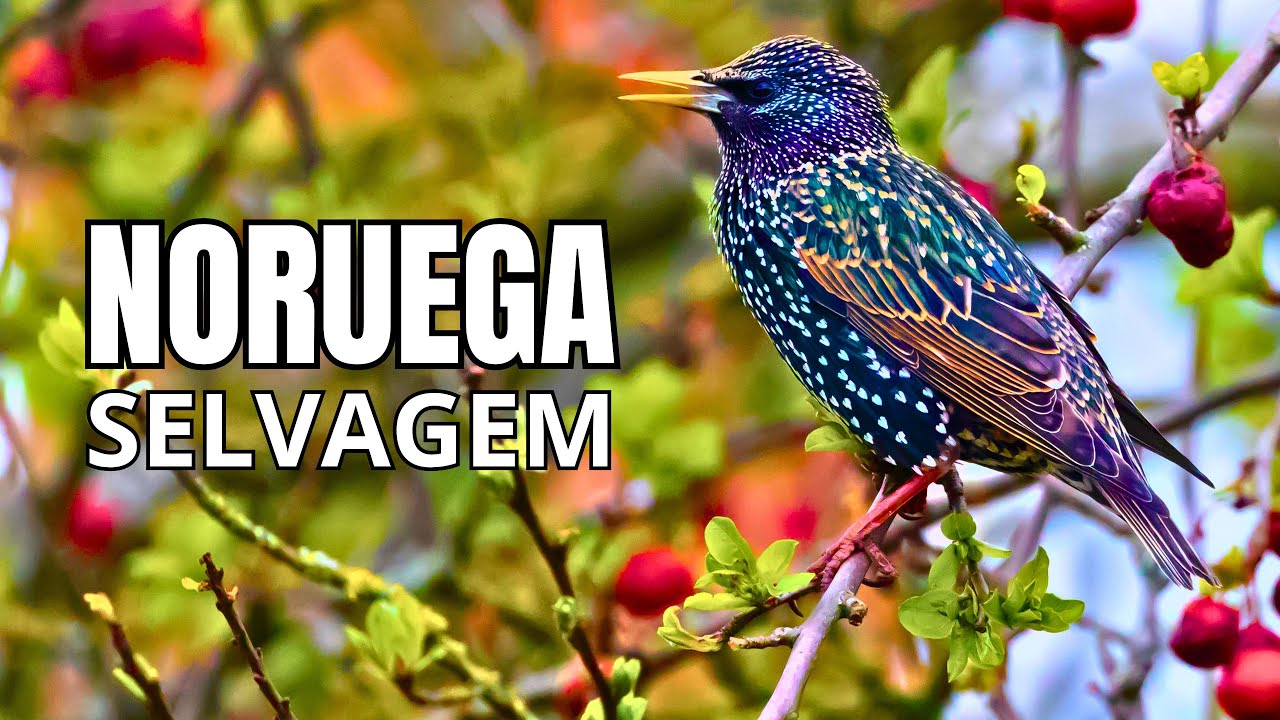 NORWAY | Wildlife in the Frozen Regions - Documentary