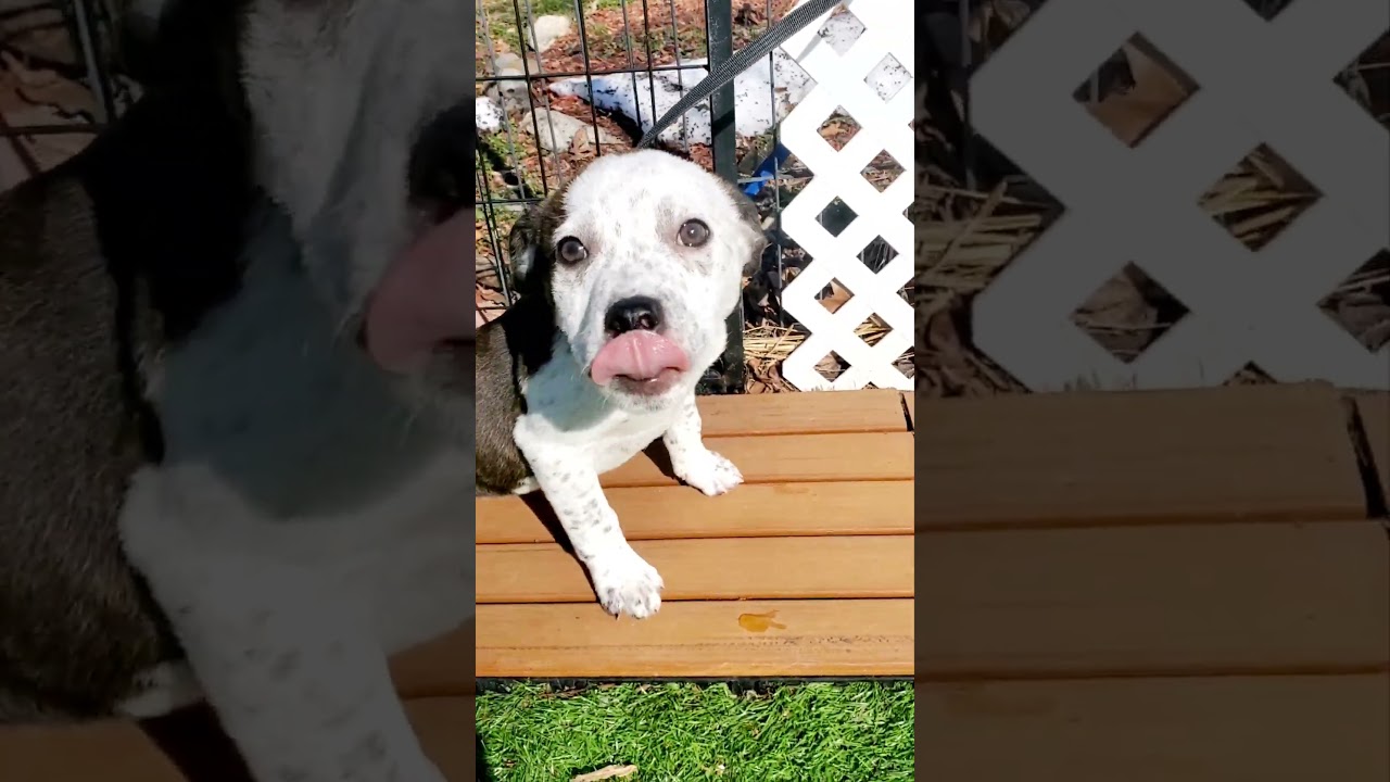 Enlarge Cindy, a Adoptable mixed breed in Blairstown, NJ video 6/6