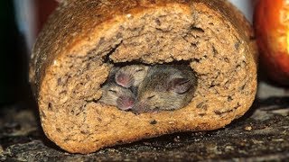 10 ШОКИРУЮЩИХ НАХОДОК В ЛЮБИМОЙ ЕДЕ