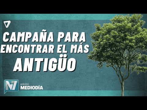 El ombú CENTENARIO de la Escuela Puget, SÍMBOLO de Guaymallén