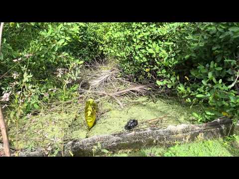 Manglar de San Antero cordoba
